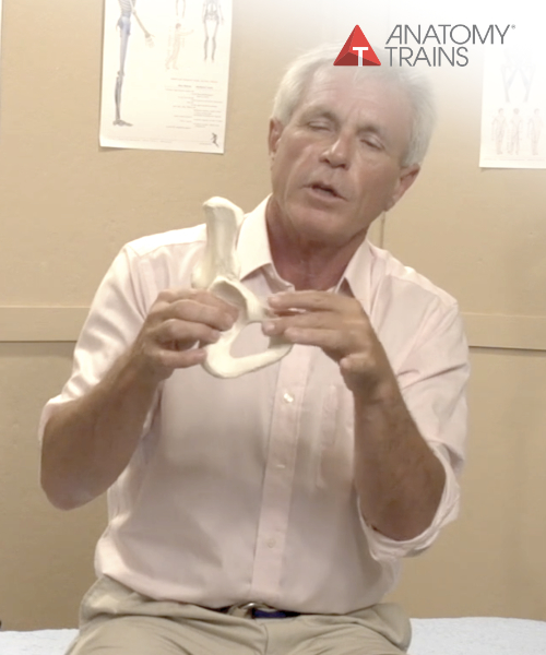 Tom Myers – Balancing the Pelvis Video & Quiz